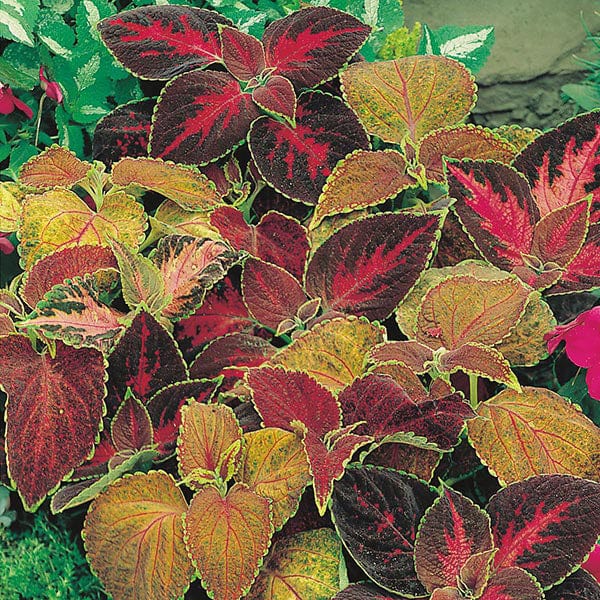Fothergill's Coleus Flame Dancers Seeds
