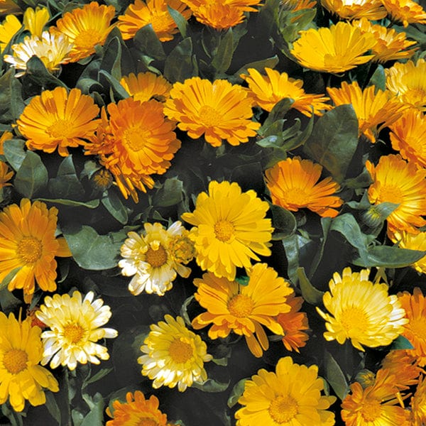 Fothergill's Calendula Daisy Mixed Seeds