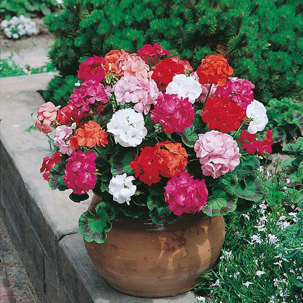 Fothergill's Geranium Mr F's Mophead Selection Mixed F1 Seeds