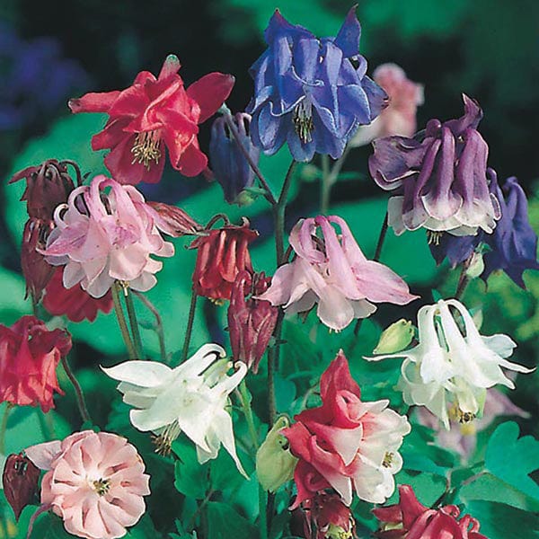 Fothergill's Aquilegia Biedermeier Mixed Seeds