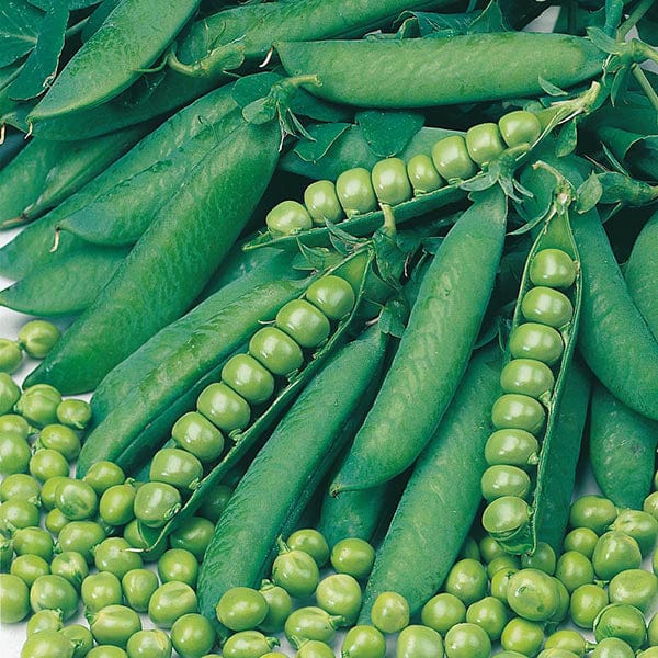 Fothergill's Pea Onward Seeds