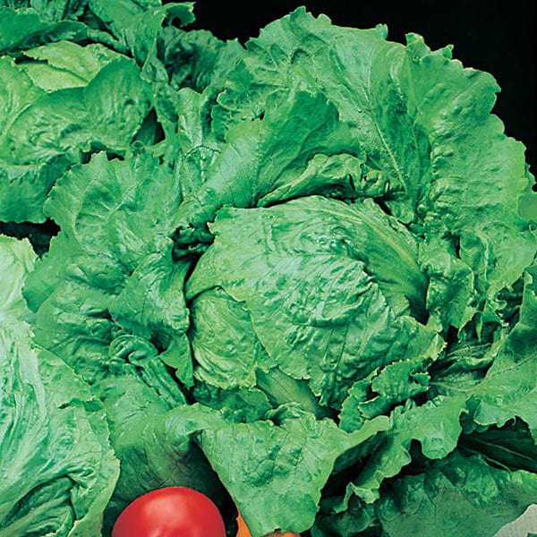 Fothergill's Lettuce Webbs Wonderful Seeds