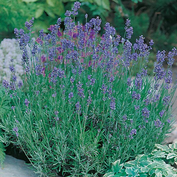 Fothergill's Lavender Munstead Strain Seeds