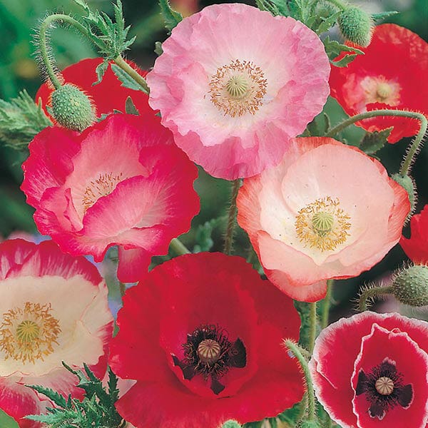 Fothergill's Poppy Shirley Single Mixed Seeds