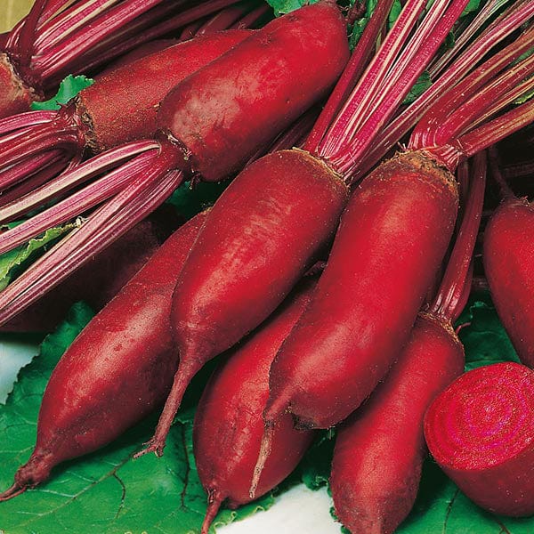 Fothergill's Beetroot Renova Seeds