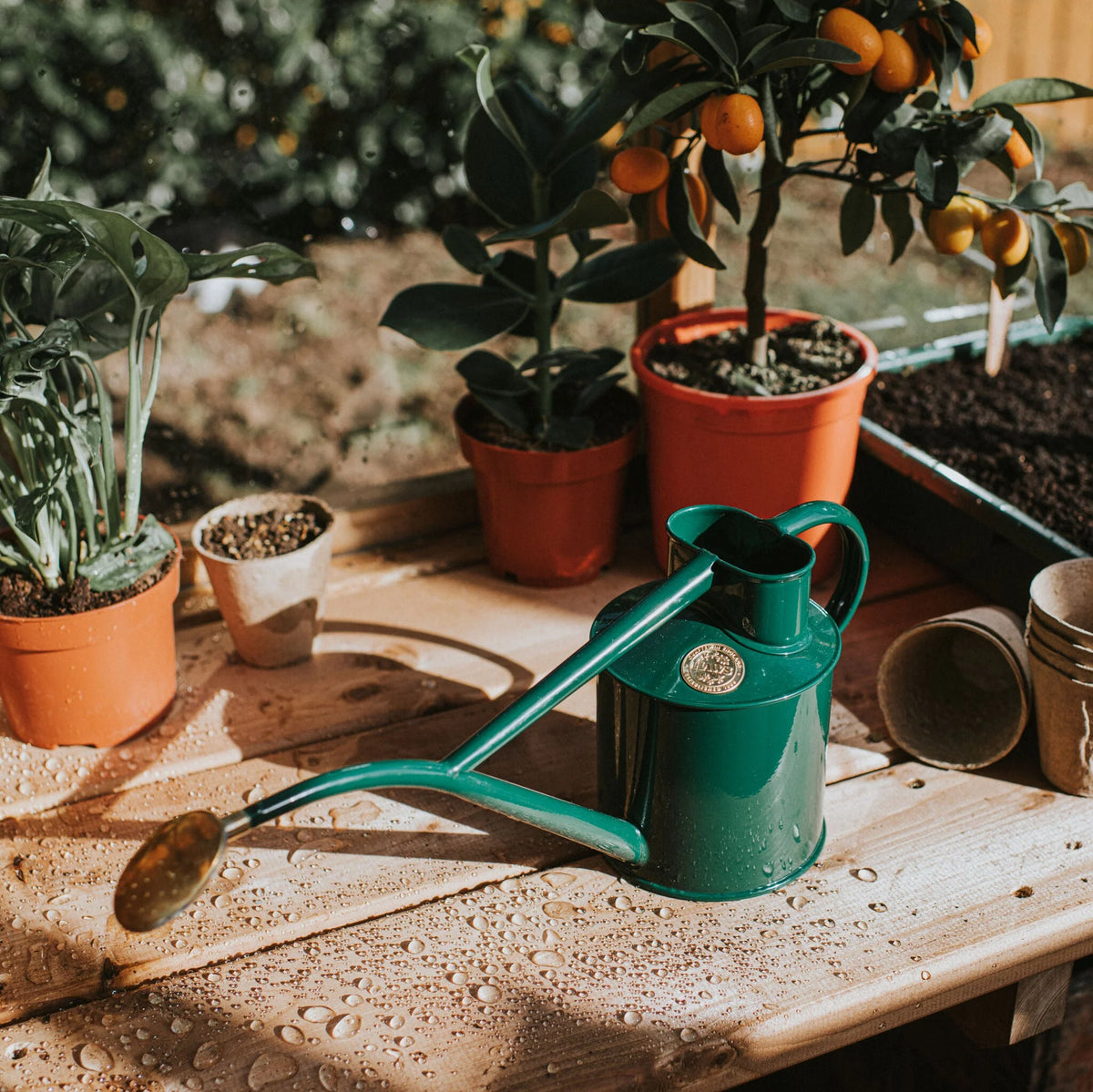 Haws The Rowley Ripple 0.5L metal watering can with long spout and removable brass rose