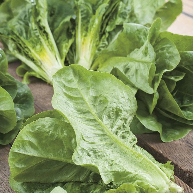 Fothergill's Lettuce Winter Density Seeds