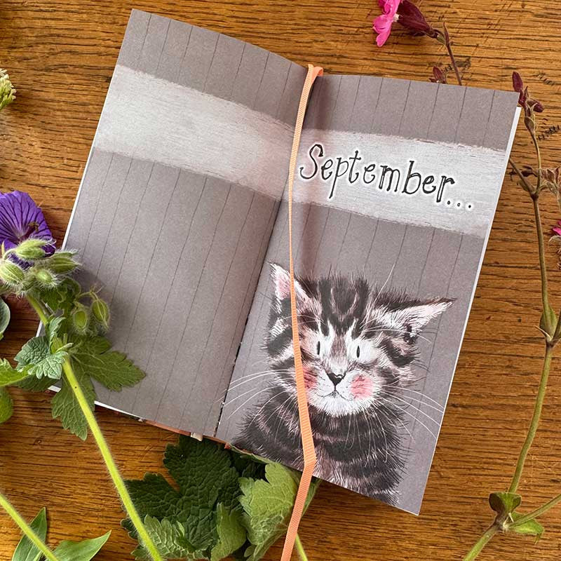 Alex Clark Charismatic Cats 2027 pocket diary with week-to-view layout and cat illustrations