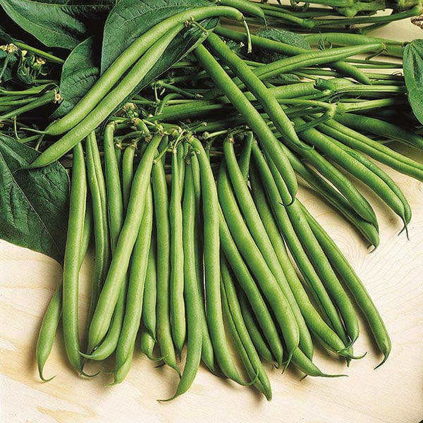 Fothergill's Dwarf Bean Rondo Seeds
