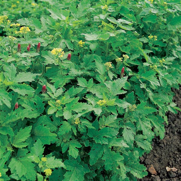 Fothergill's Green Manure Autumn/Winter Mix Seeds