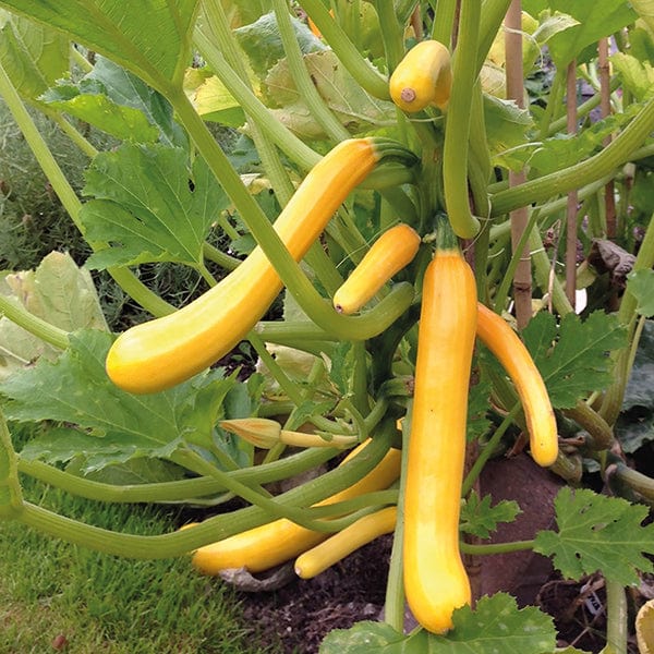Fothergill's Courgette Shooting Star F1 Seeds