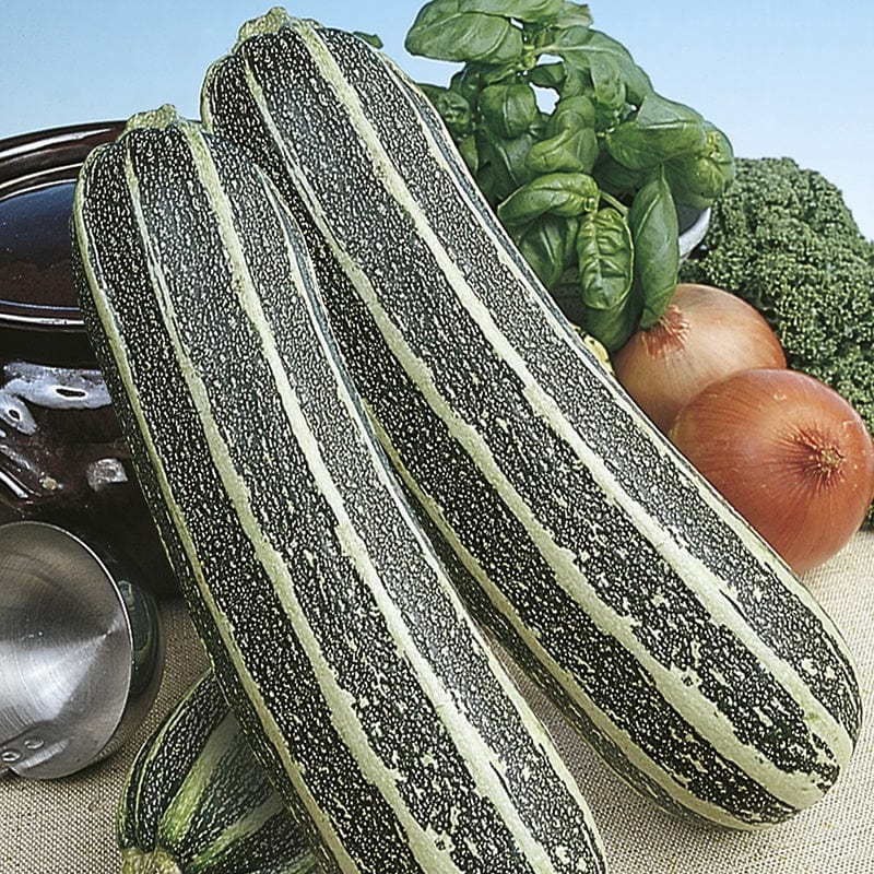 Fothergill's RHS Marrow Tiger Cross F1 Seeds