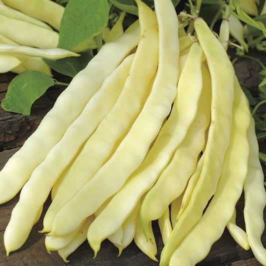 Fothergill's RHS Climbing French Bean Golden Gate Seeds