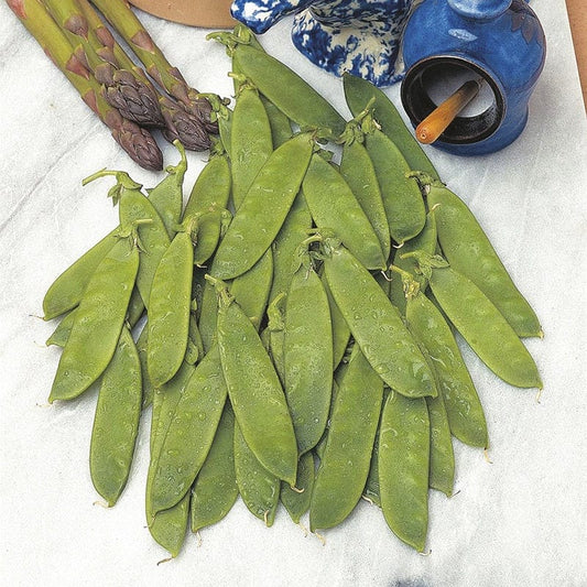 Mr Fothergill's RHS Pea Mangetout Delikata Seeds