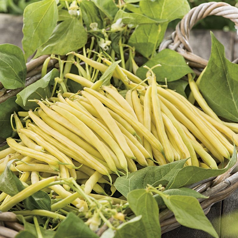 Fothergill's Dwarf French Bean Cala D'Or Seeds