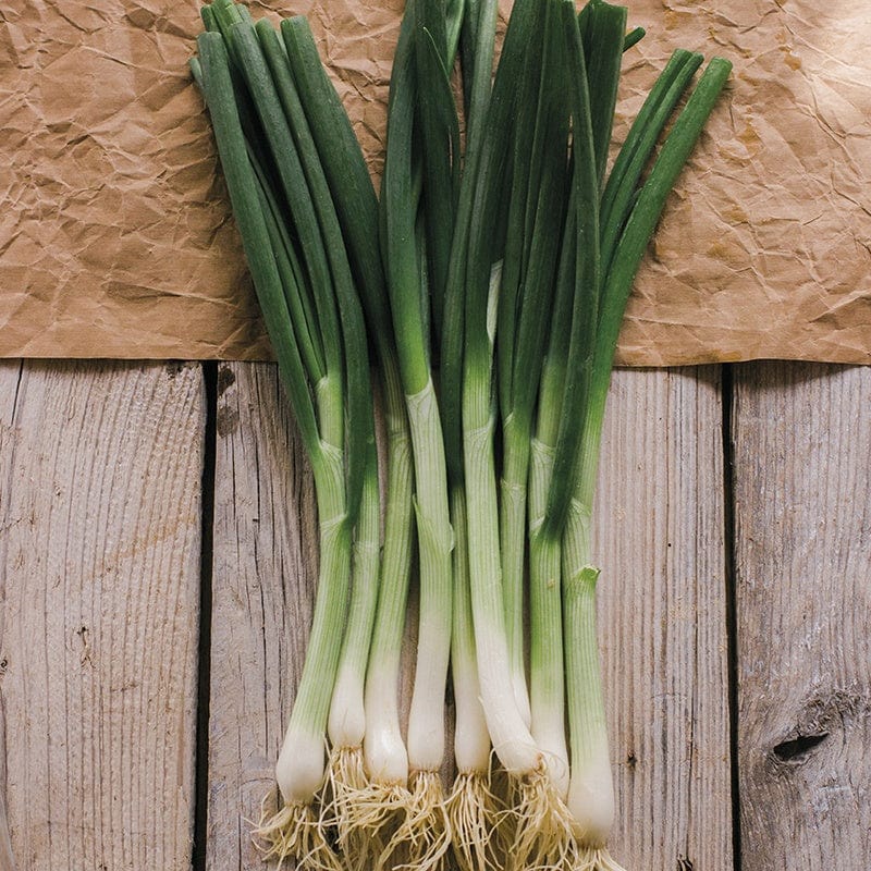 Fothergill's RHS Onion (Spring) Matrix Seeds