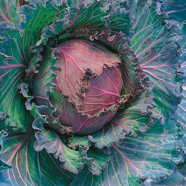 Fothergill's Cabbage Savoy January King 3 Seeds