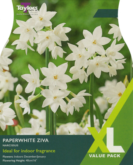 XL Value Pack Narcissus Paperwhite Ziva