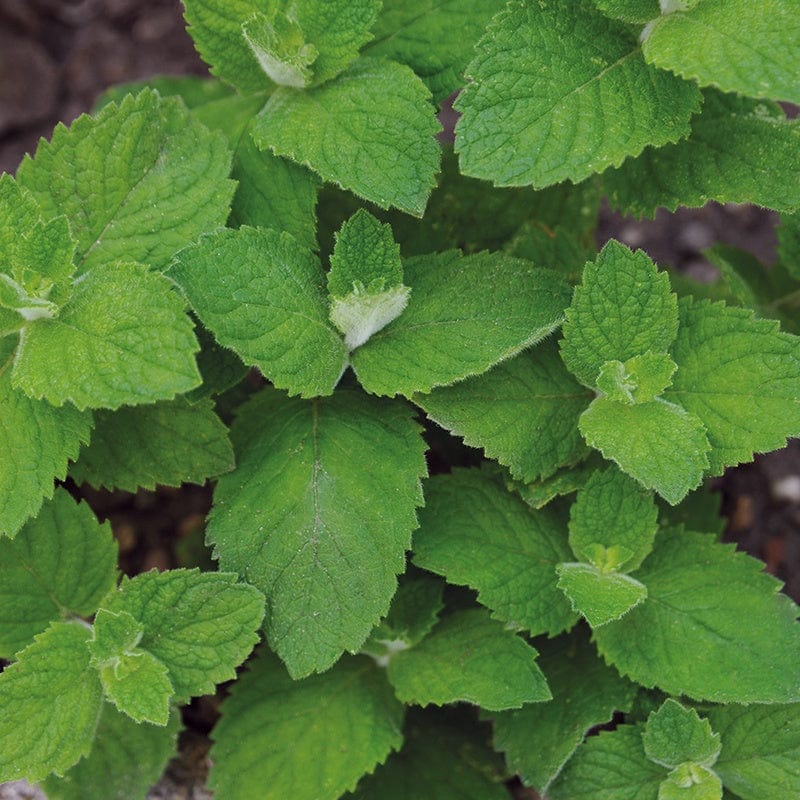 Fothergill's Mint Applemint Herb Seeds