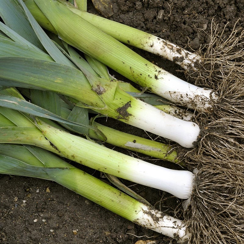 Fothergill's Leek Autora F1 Vegetable Seeds