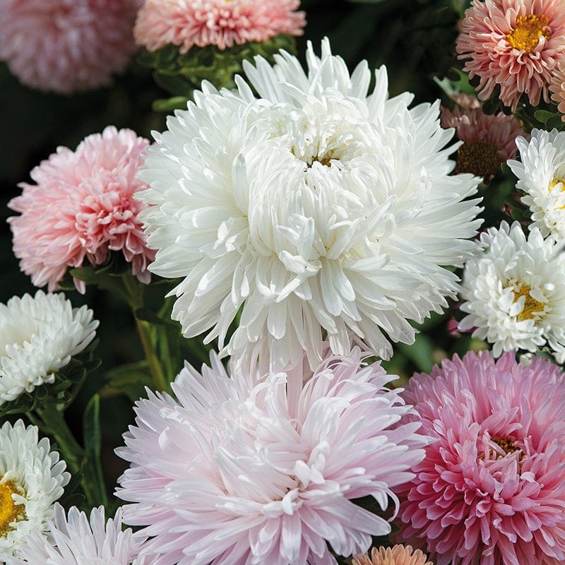 Fothergill's Aster The Roses Flower Seeds