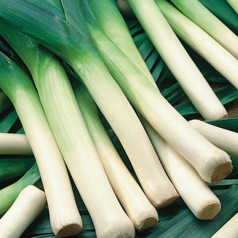 Fothergill's Leek Norwich F1 Vegetable Seeds