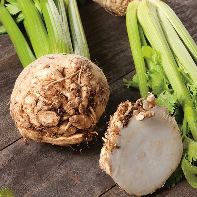 Fothergill's Celeriac Neon F1 Vegetable Seeds