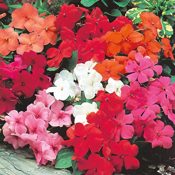 Fothergill's Busy Lizzie Mr F's Mixed F1 Seeds