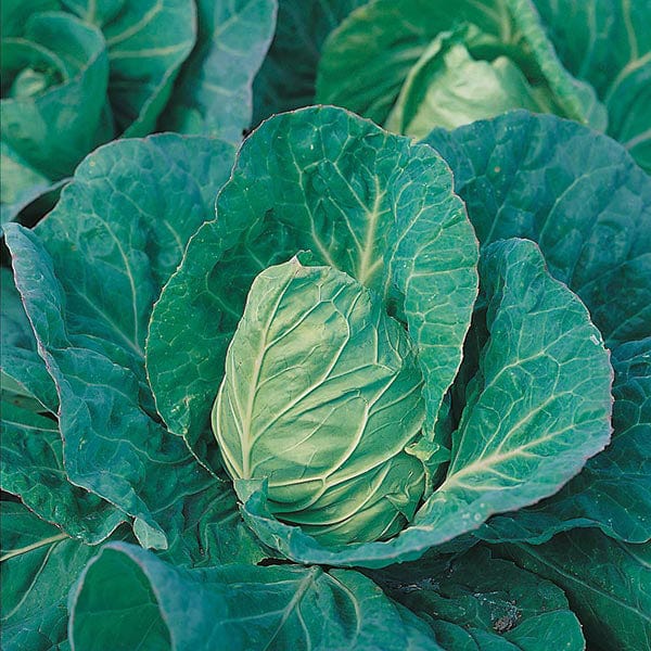 Fothergill's Cabbage Greyhound Seeds