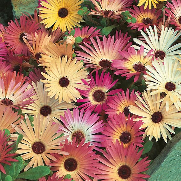 Fothergill's Mesembryanthemum Livingstone Daisy Mixed Seeds