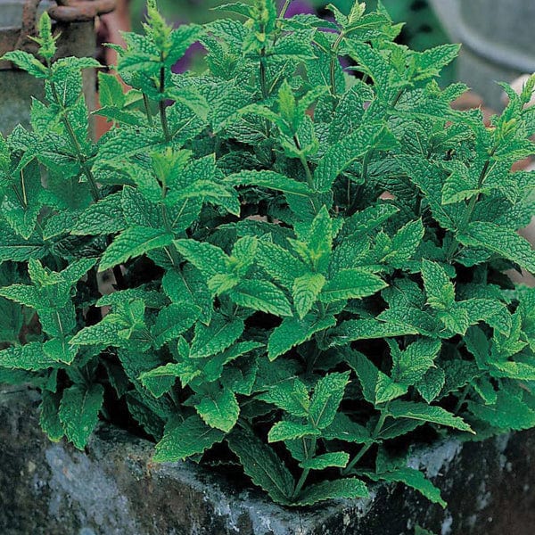 Fothergill's Mint Seeds