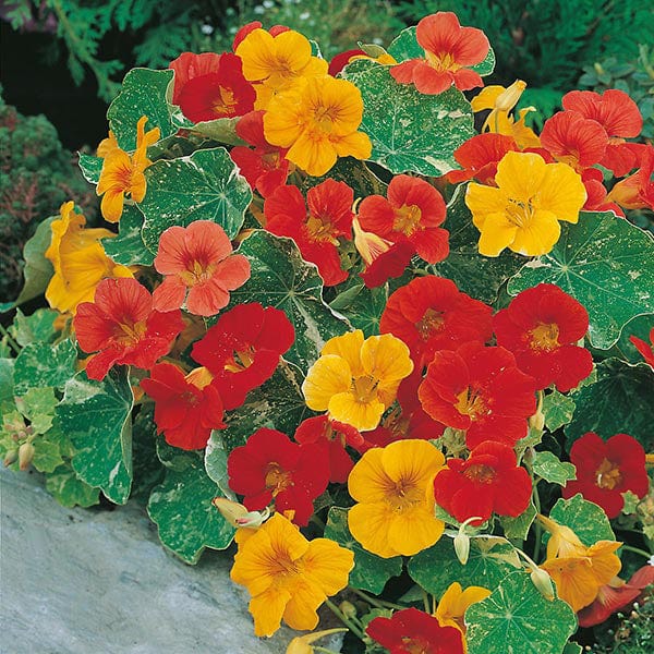 Fothergill's Nasturtium African Queen Seeds