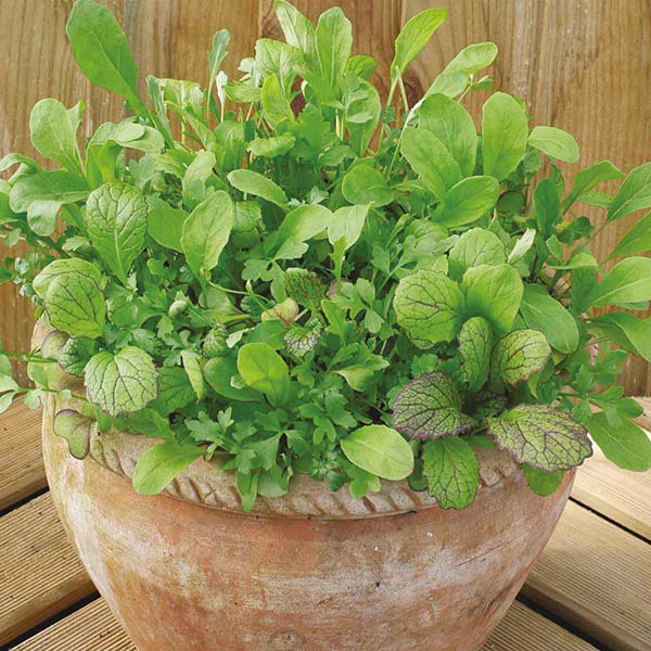 Fothergill's Salad Leaves Mesclun Mixed Seeds
