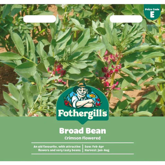 Fothergill's Broad Bean Crimson Flowered Vegetable Seeds