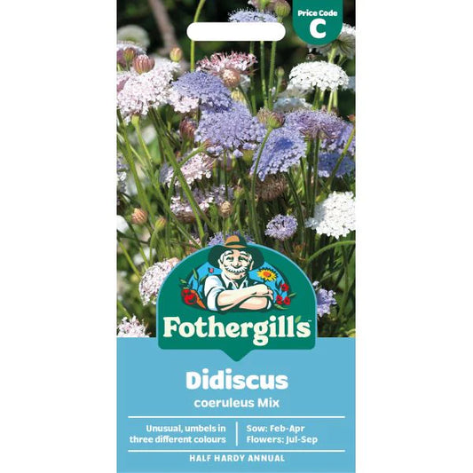 Fothergill's Didiscus Coeruleus Mix Seeds
