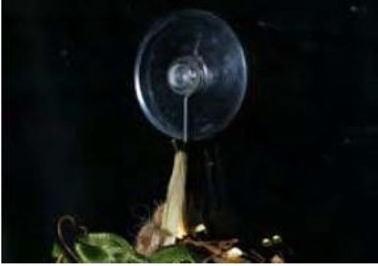 Noma Christmas Medium Suction Cup Holders
