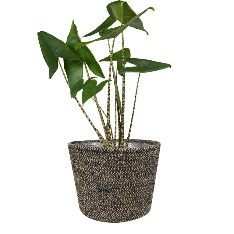 A potted green plant with heart-shaped leaves in a dark brown woven basket-style pot.
