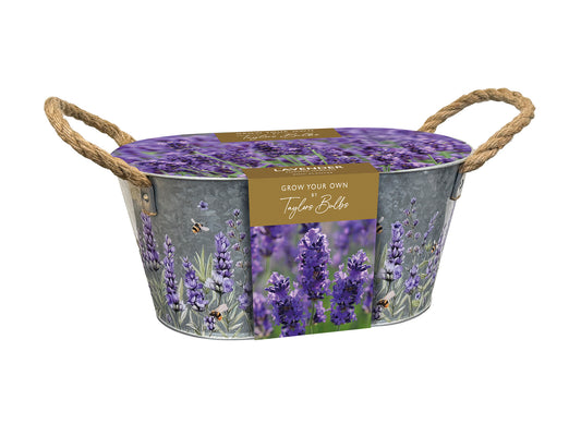 Taylors Bulbs Lavender Zinc Planter kit featuring a decorative metal trough with rope handles and an illustrated lavender design, presented as a complete grow kit.</p>