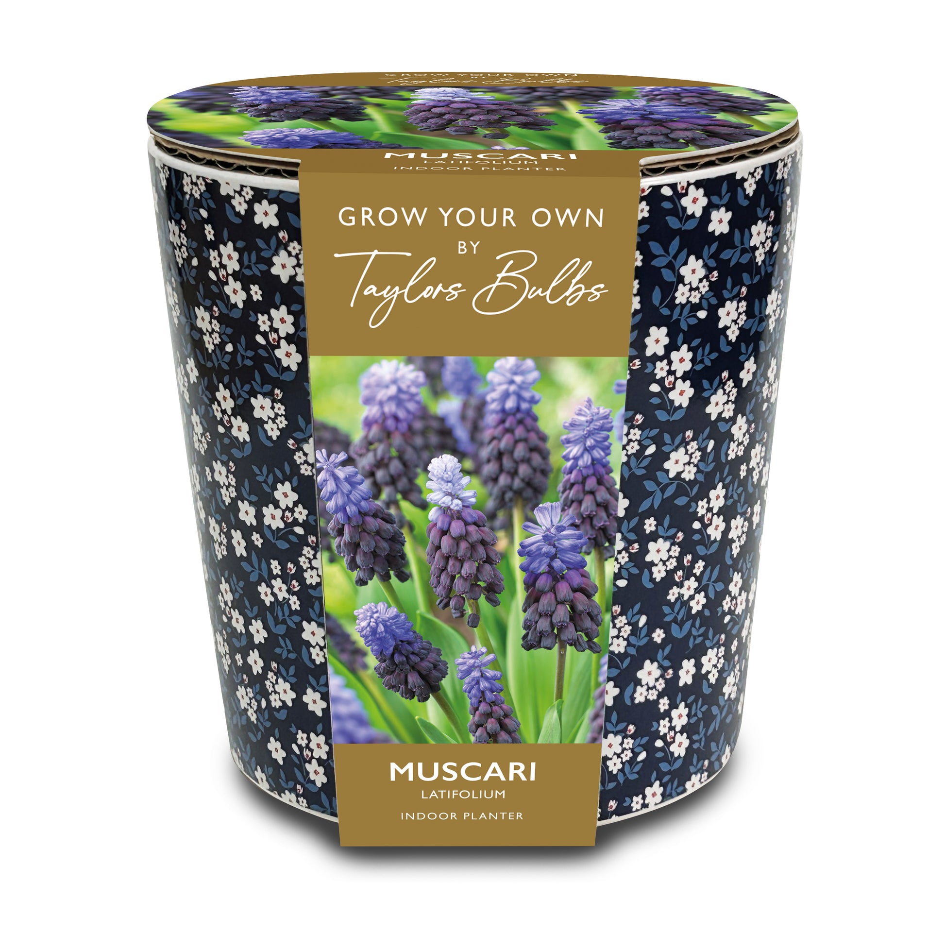 Taylors Bulbs - Ditsy Blue Floral Muscari Planter