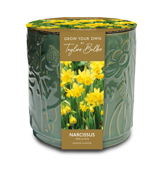 Taylors Bulbs Narcissus Tête-à-Tête Embossed Floral Ceramic Planter kit featuring a glossy sage green ceramic pot with raised botanical details and an image of blooming yellow daffodils.