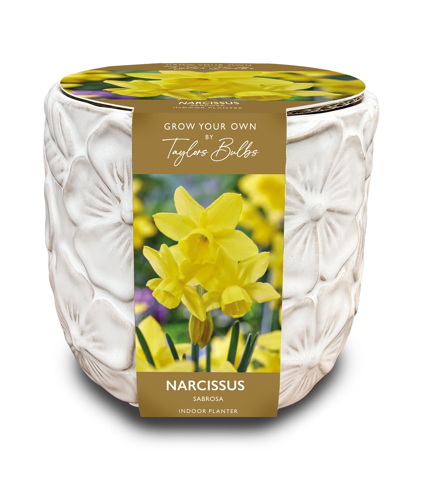 Taylors Bulbs Narcissus Sabrosa Deluxe Embossed Botanical Planter kit featuring a white ceramic pot with raised floral detailing and a packaging band showing bright yellow miniature daffodils.