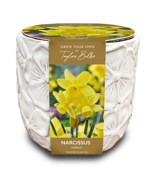 Taylors Bulbs Narcissus Sabrosa Deluxe Embossed Botanical Planter kit featuring a white ceramic pot with raised floral detailing and a packaging band showing bright yellow miniature daffodils.