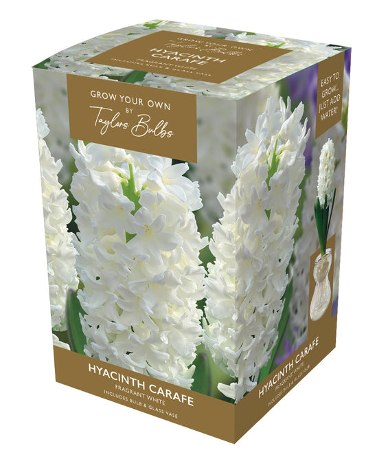 Taylors Bulbs Hyacinth and Glass Carafe in Box