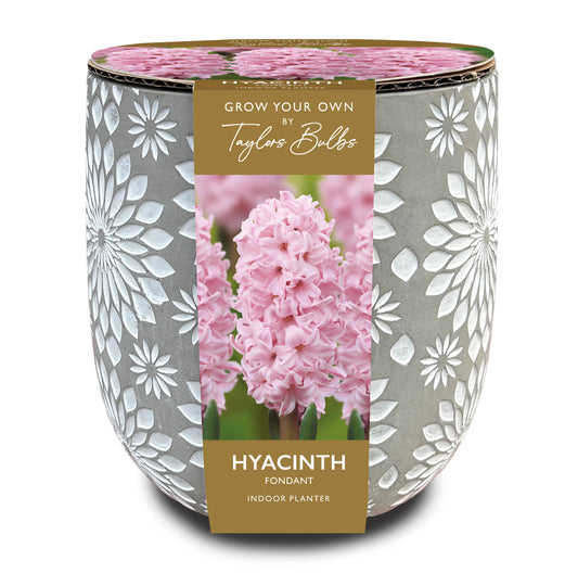 Taylors Bulbs Hyacinth Fondant Engraved Stone Planter kit featuring a grey ceramic pot with white engraved floral details and an image of a blooming pink hyacinth.