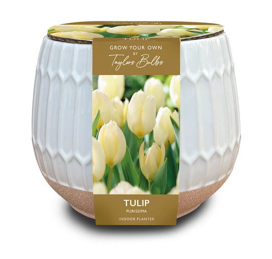 Taylors Bulbs Tulip Purissima Part Glazed Ceramic Planter kit featuring a white textured glazed pot with a sandy unglazed base, displaying an image of blooming white tulips.