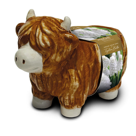 Taylors Bulbs Novelty Highland Cow Planter kit featuring a glossy ginger and white ceramic cow-shaped pot with an packaging band displaying white blooming muscari.