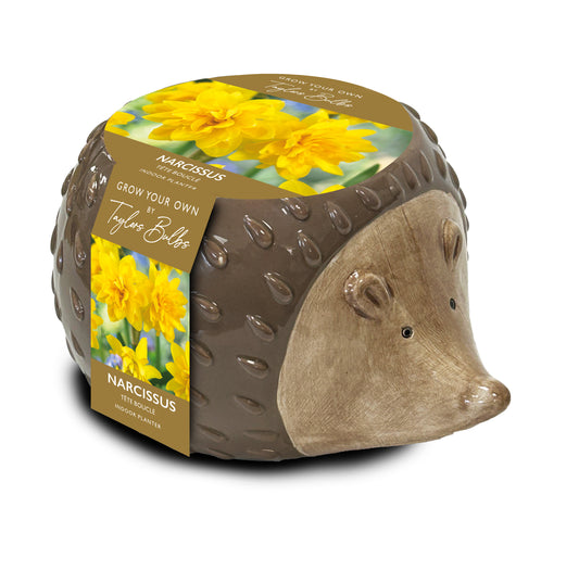 Novelty Hedgehog Planter 10/12
