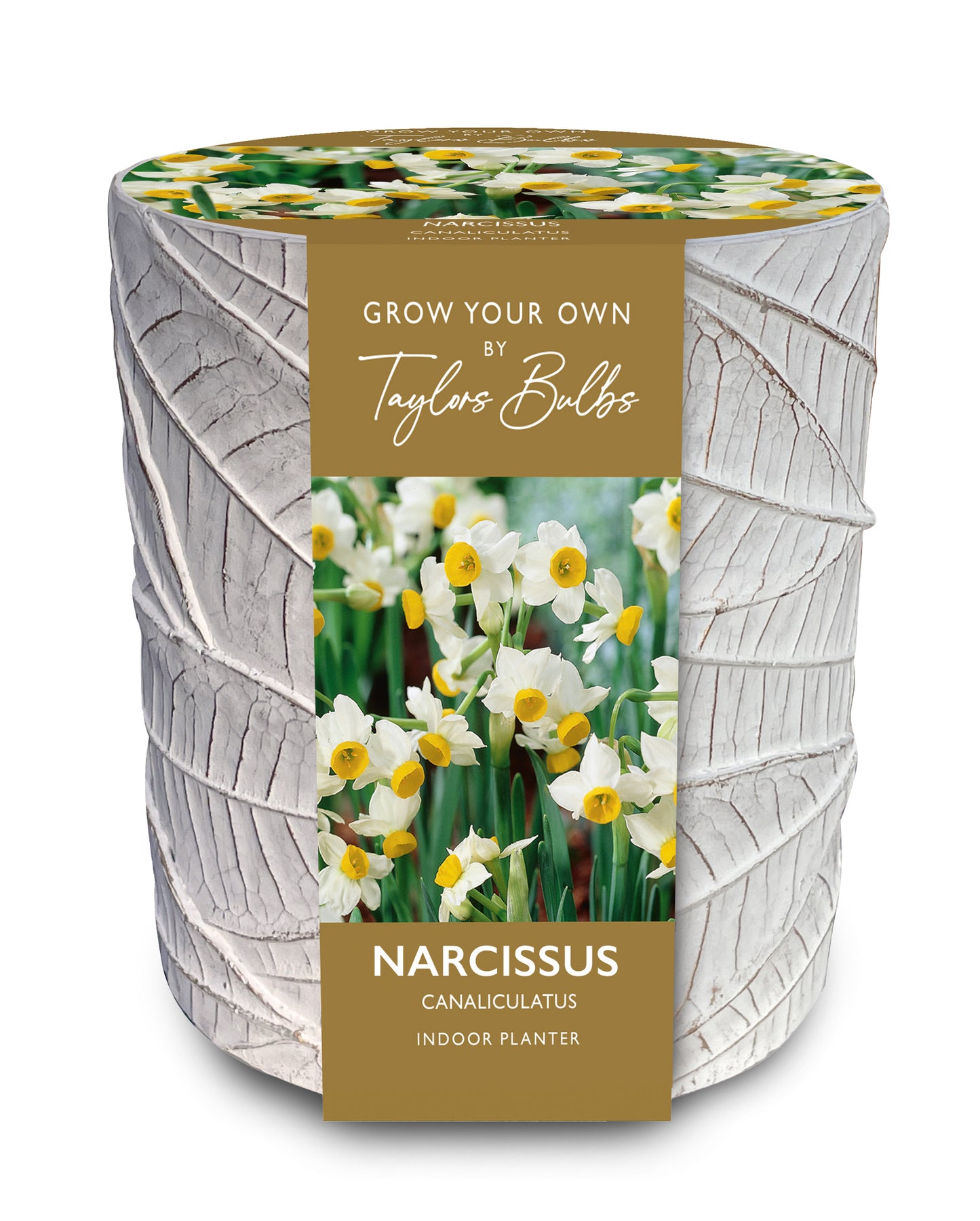 Minnow Terracotta Pot