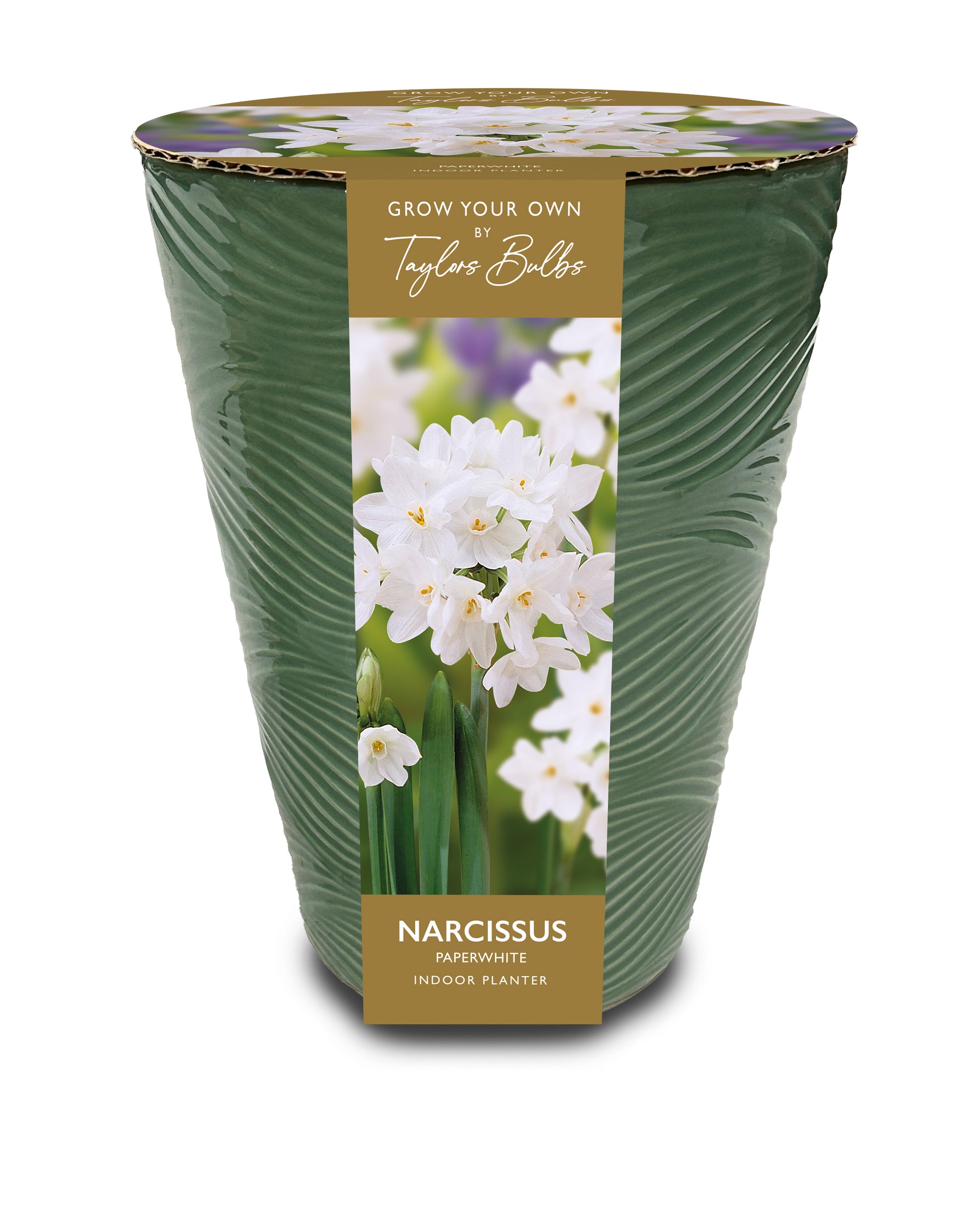 indoor plant bulbs uk Taylors Bulbs Sage Green Indoor Planter with Narcissus Paperwhite – Sam Turner & Sons
