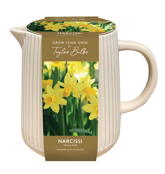 Narcissi Tete-A-Tete Indoor Planter Ceramic Jug